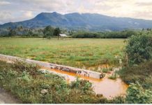 Lingkungan Tercemar, Rakyat Terancam GPM Minta IUP PT. JAS dan ARA Dicabut! persawahan tergenang dan hasil panen terancam gagal total