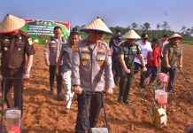 Penanaman Jagung Serentak Kwartal 3, Polda Lampung Siap Mendukung Program Ketahanan Pangan Pemerintah
