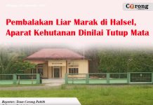 Pembalakan Liar Marak di Halsel, Aparat Kehutanan Dinilai Tutup Mata