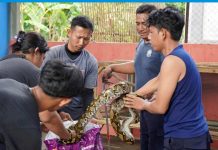 Enam Ular Sanca Dilepasliarkan di Gunung Rajabasa, Damkarmat Lampung Selatan Ajak Warga Jaga Ekosistem Alam