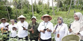 Ternate Panen Perdana Terong dengan Pupuk Biokonversi, Sekda: Langkah Strategis Perkuat Kemandirian Pangan