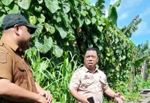 Bupati Halut Tinjau Kerusakan Jembatan Ake WKO, Perintahkan Perbaikan Cepat Jelang Natal