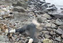 Penemuan Mayat Diduga Korban Terjun dari KMP Dorothy