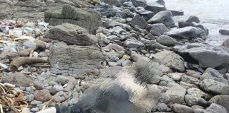 Penemuan Mayat Diduga Korban Terjun dari KMP Dorothy